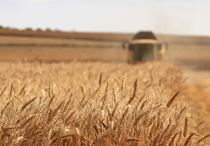 Agricultural & Farming: Versatile, weather-proof storage for hay, grain, livestock, and farming equipment